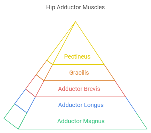 Hip adductor muscles for thigh movement and stability.